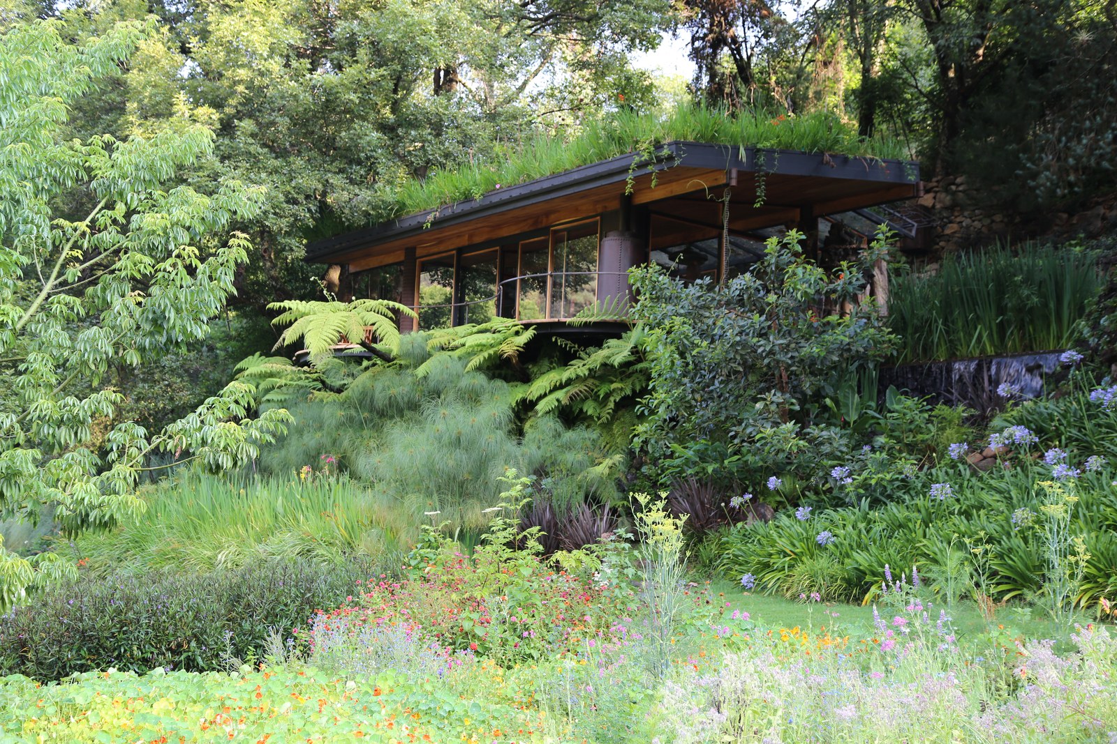 Casa con techo verde rodeada de jardín silvestre y helechos, Valle de Bravo