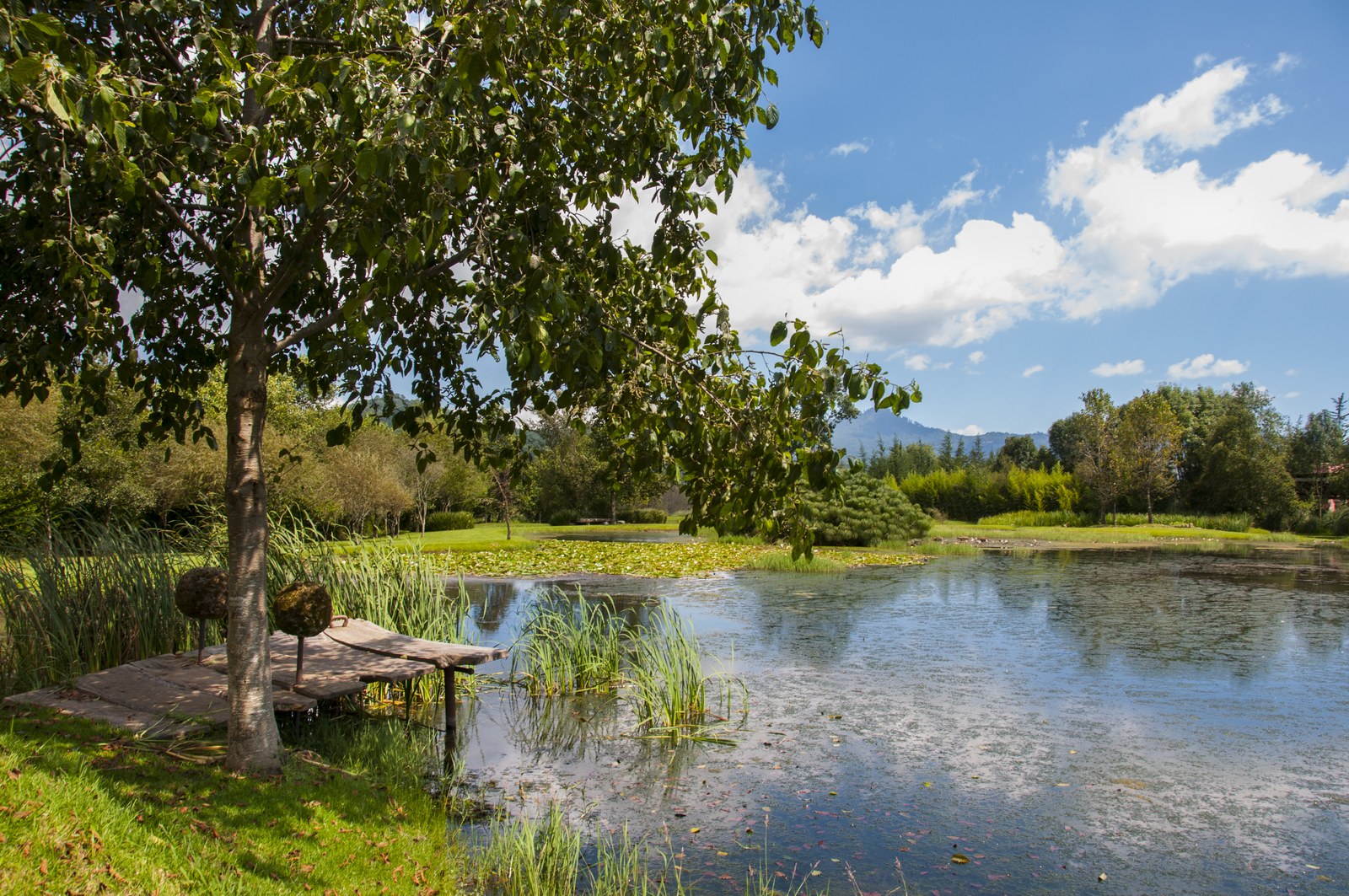 Estanque natural con lirios, árbol y muelle de madera, Valle de Bravo