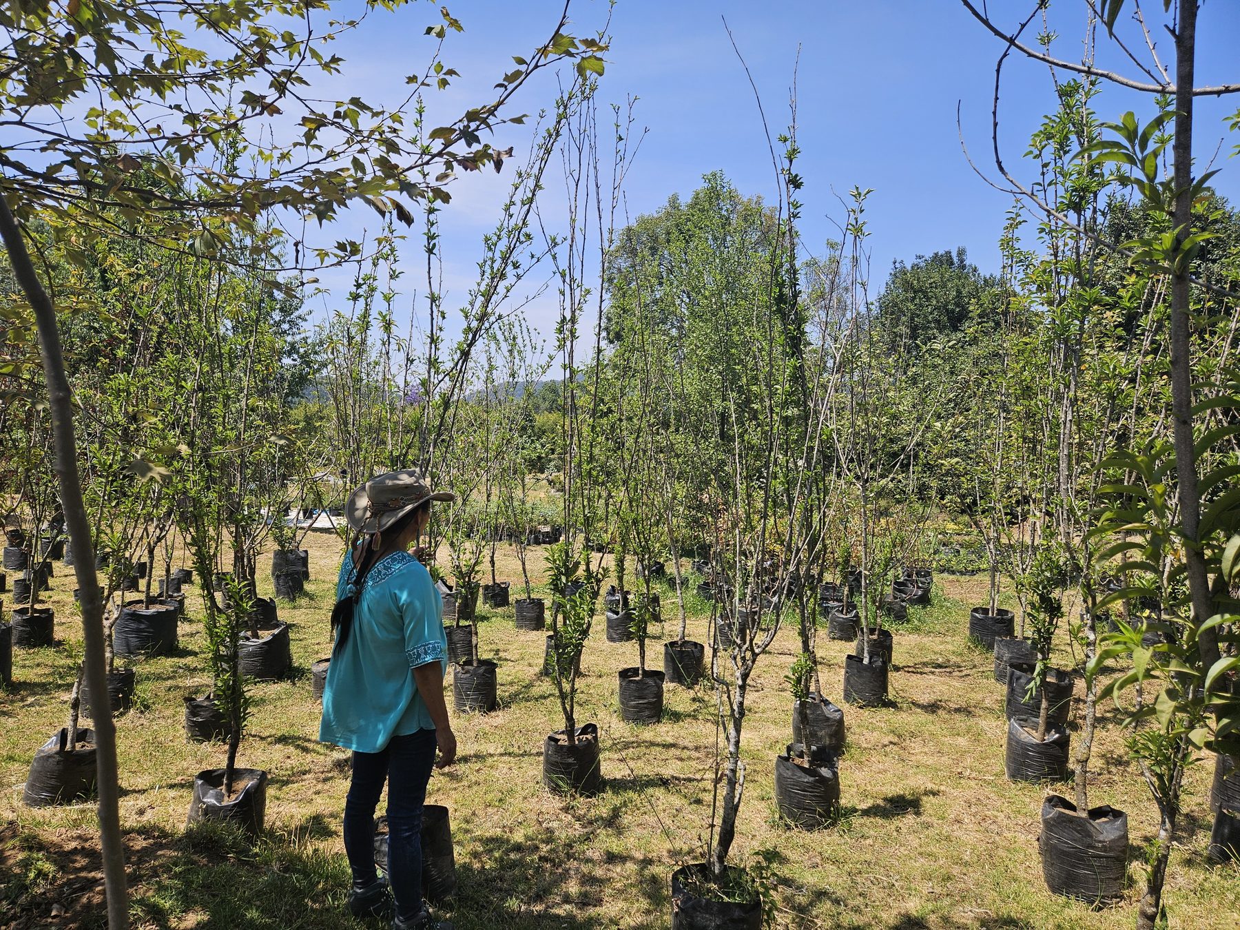 Selección de árboles en el vivero de Concepto Q, Valle de Bravo
